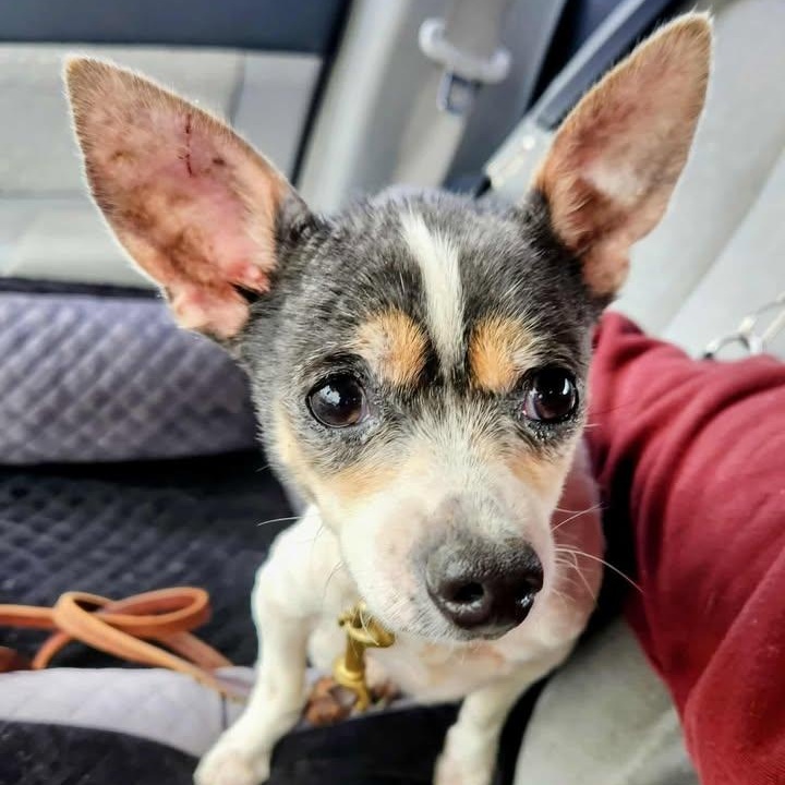 Enlarge Otis, a Adoptable Chihuahua in Lexington, KY image 4/4