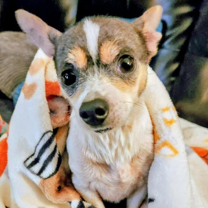 Enlarge Otis, a Adoptable Chihuahua in Lexington, KY image 3/4