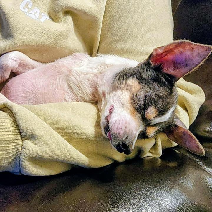 Enlarge Otis, a Adoptable Chihuahua in Lexington, KY image 2/4