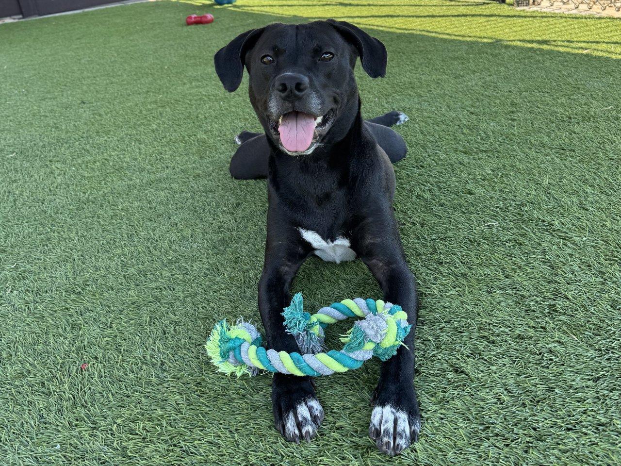 Pinkman, Adoptable, Senior Male Mixed Breed.