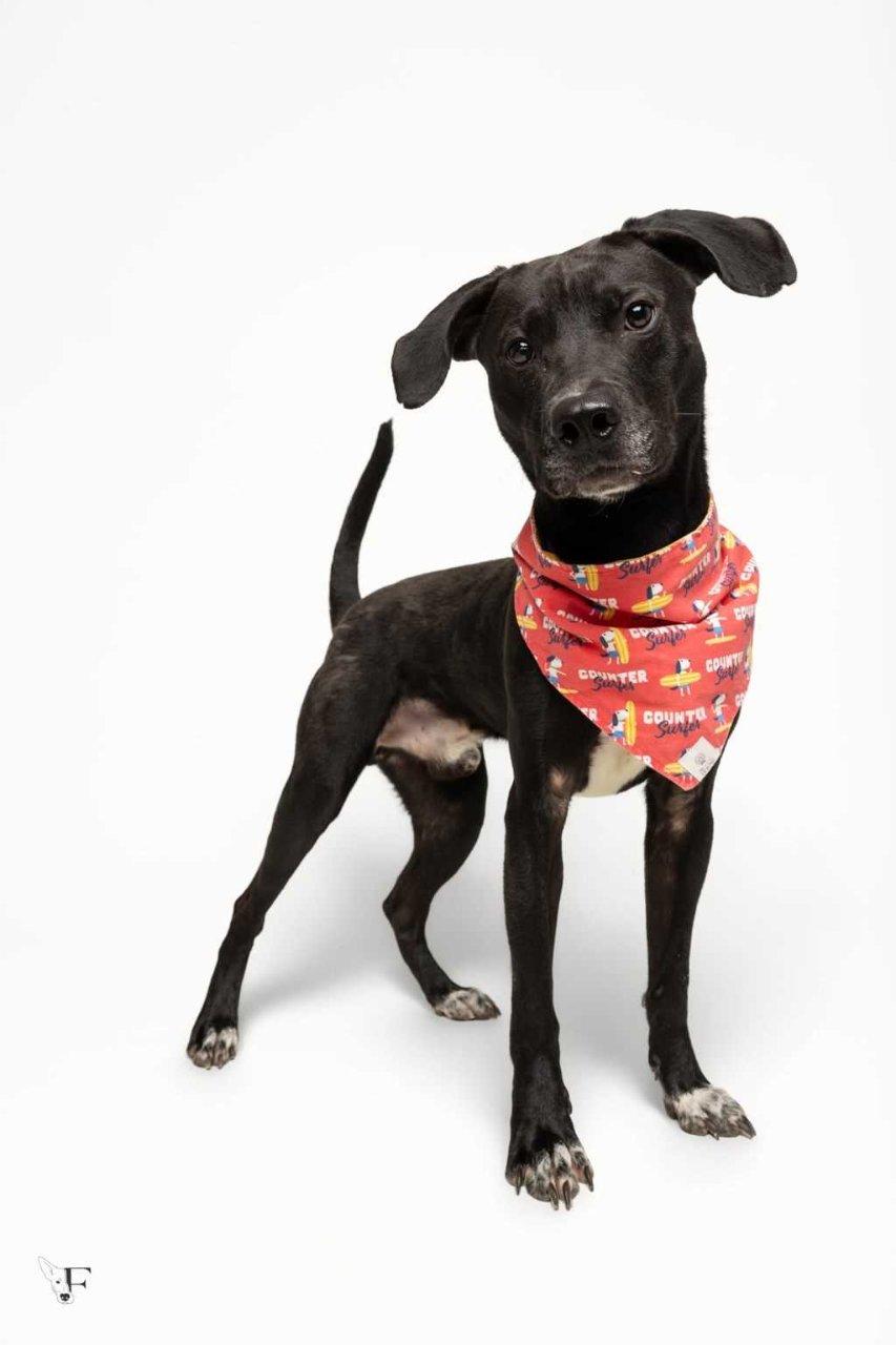Enlarge Pinkman, a Adoptable Mixed Breed in Raleigh, NC image 2/5