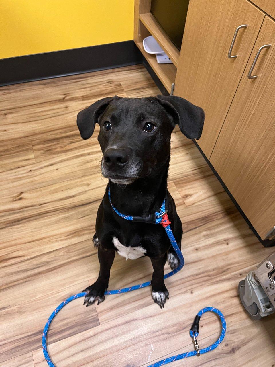 Enlarge Pinkman, a Adoptable Mixed Breed in Raleigh, NC image 3/5