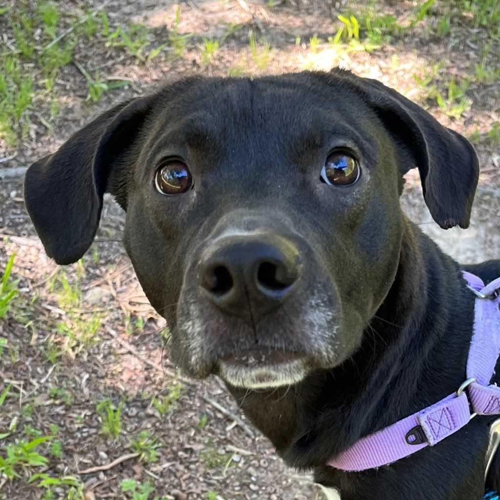 Enlarge Pinkman, a Adoptable Mixed Breed in Raleigh, NC image 4/5