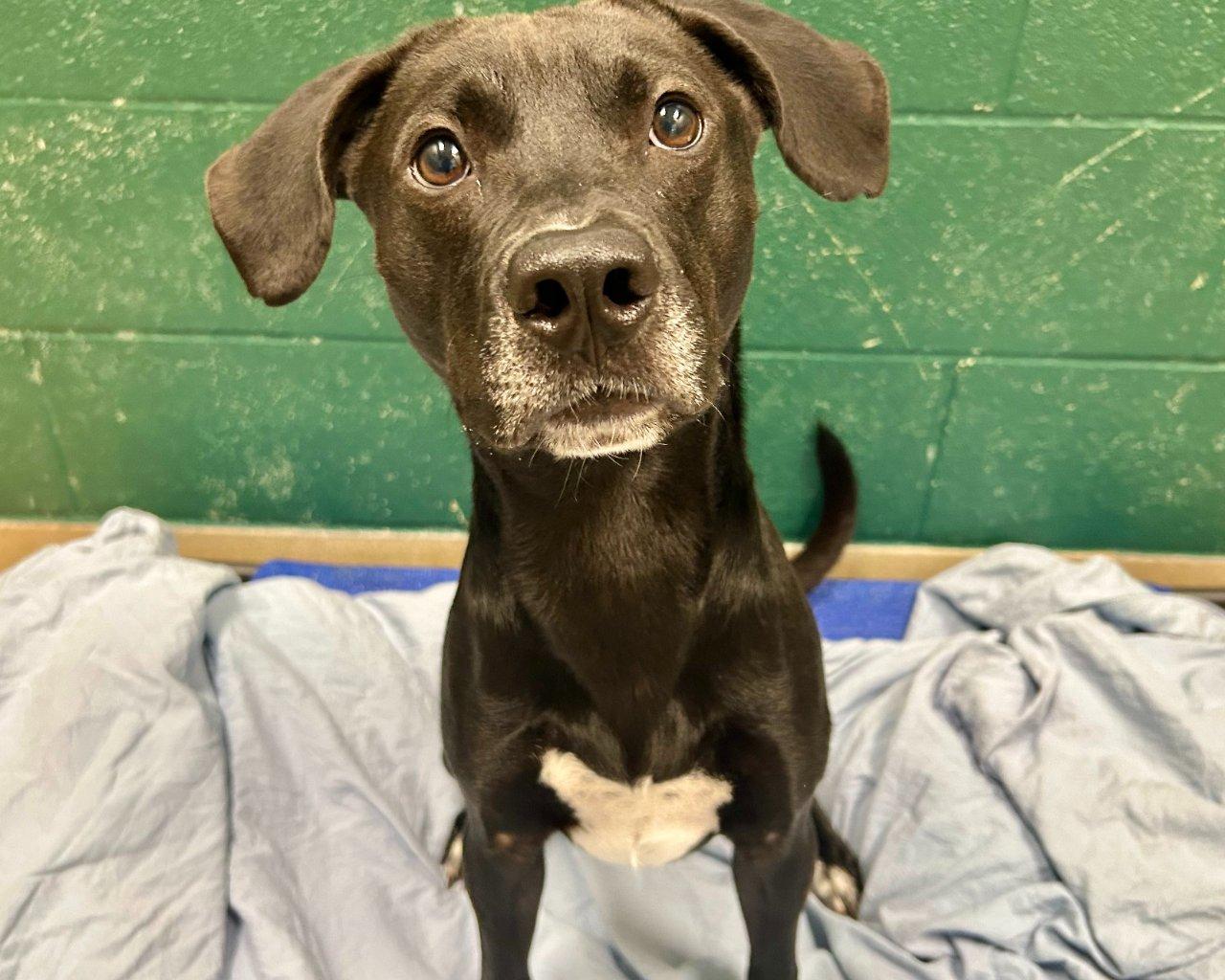 Enlarge Pinkman, a Adoptable Mixed Breed in Raleigh, NC image 5/5