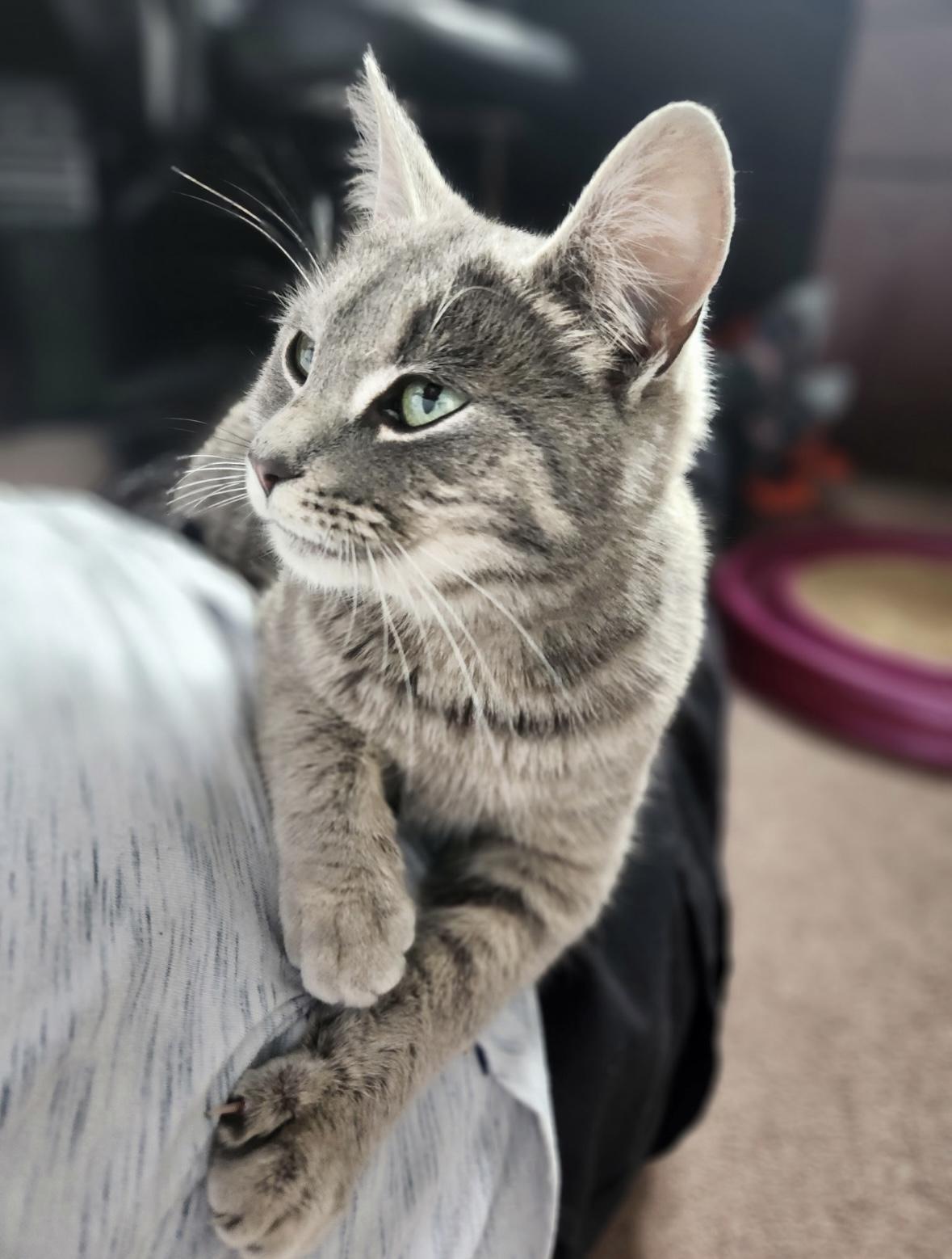 Enlarge Diamond-Pet Valu Mavis, an adopted Domestic Short Hair in Mississauga, ON image 4/6