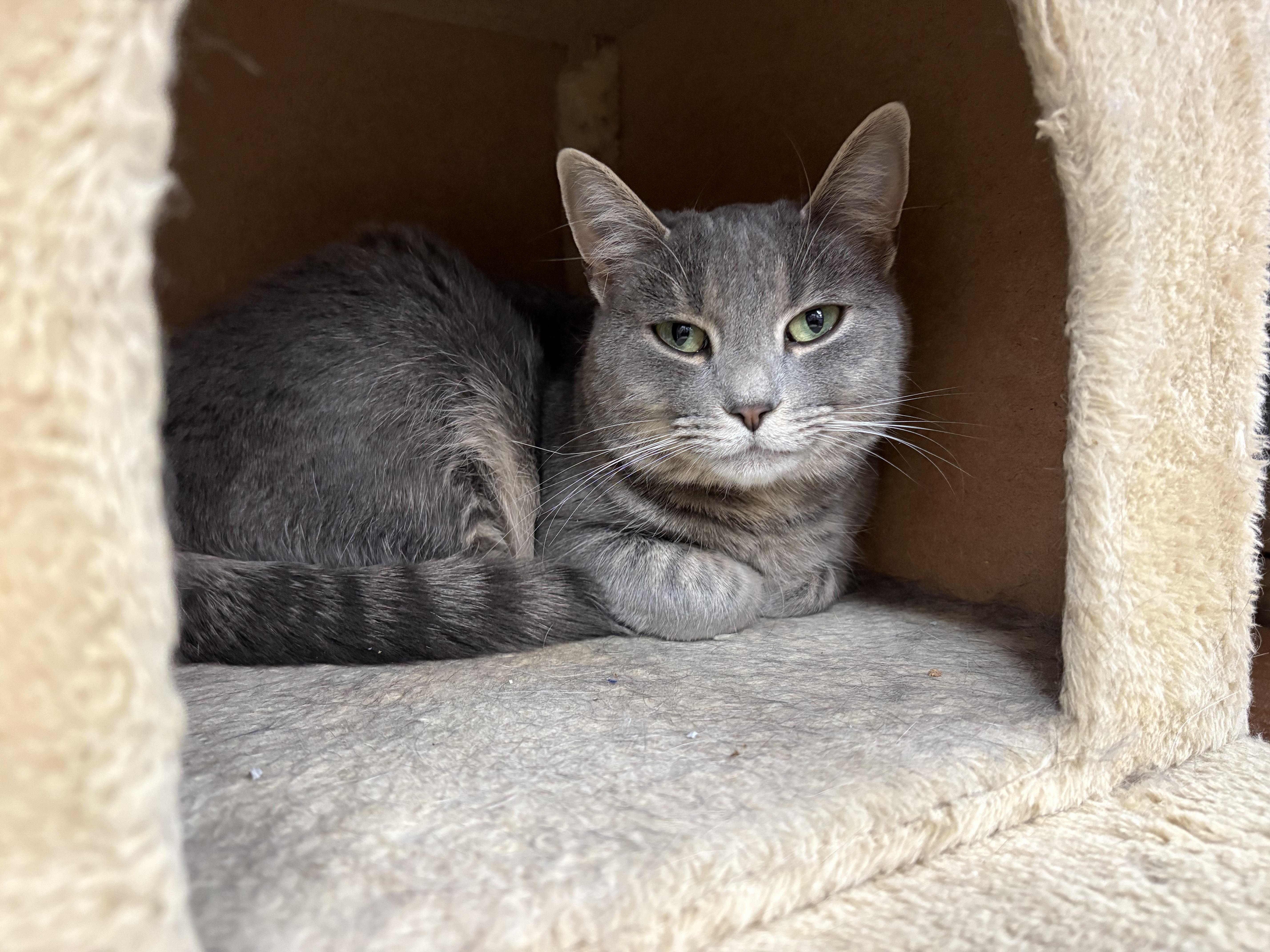 Enlarge Diamond-Pet Valu Mavis, an adopted Domestic Short Hair in Mississauga, ON image 3/6