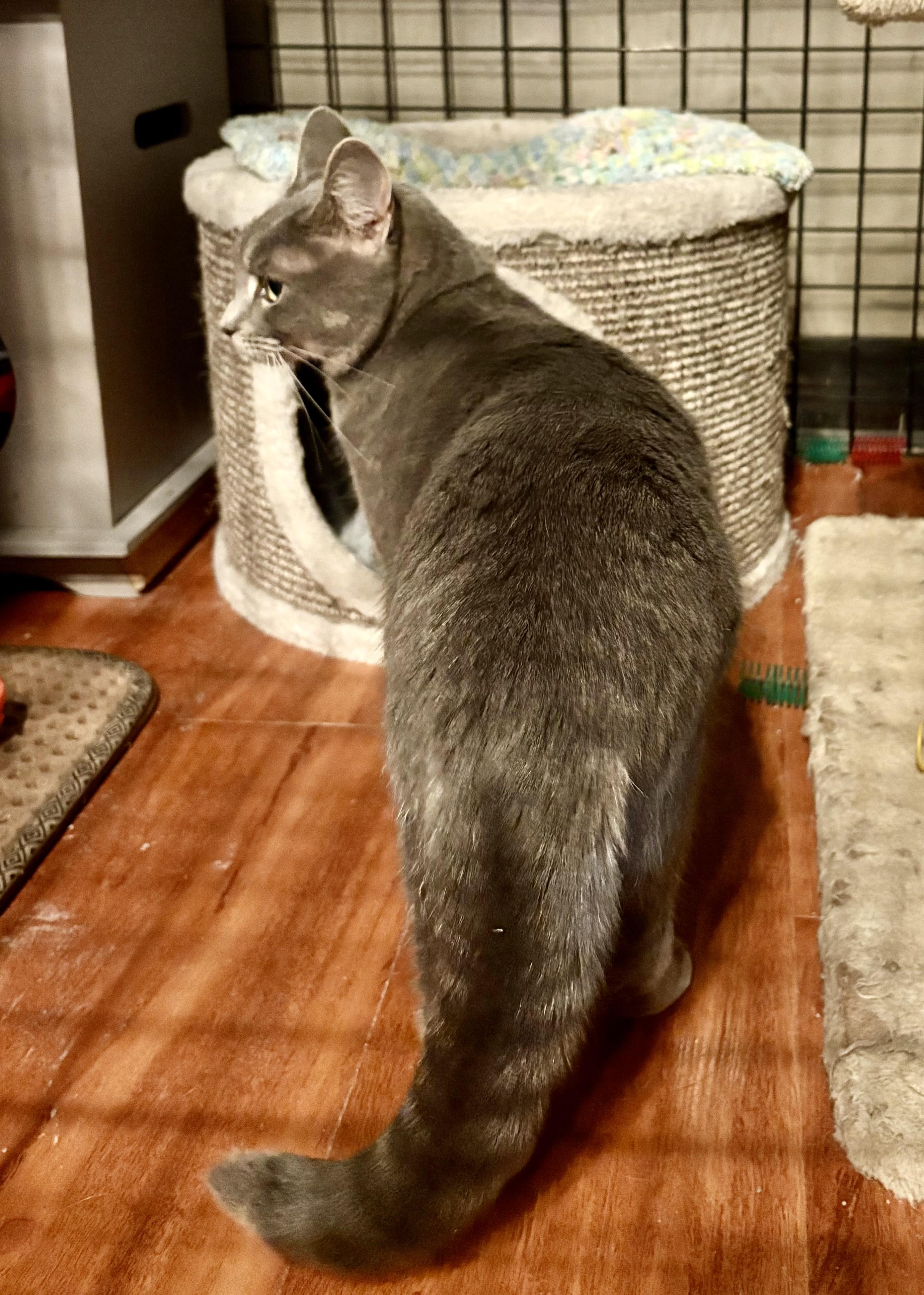 Enlarge Diamond-Pet Valu Mavis, an adopted Domestic Short Hair in Mississauga, ON image 2/6