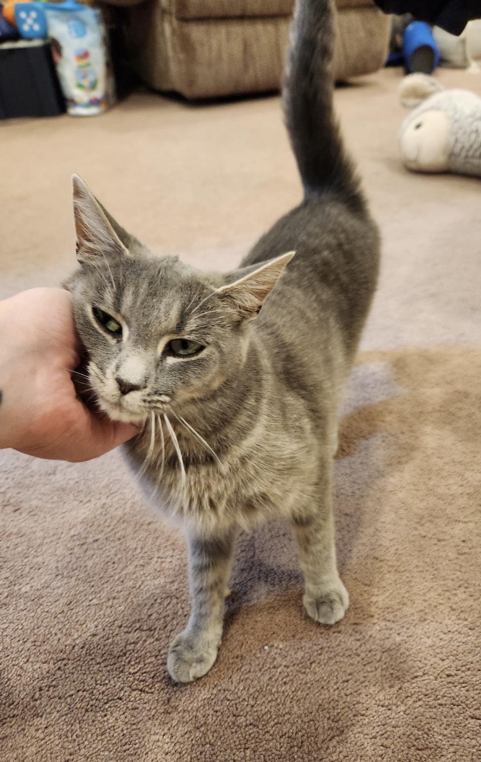 Enlarge Diamond-Pet Valu Mavis, an adopted Domestic Short Hair in Mississauga, ON image 5/6