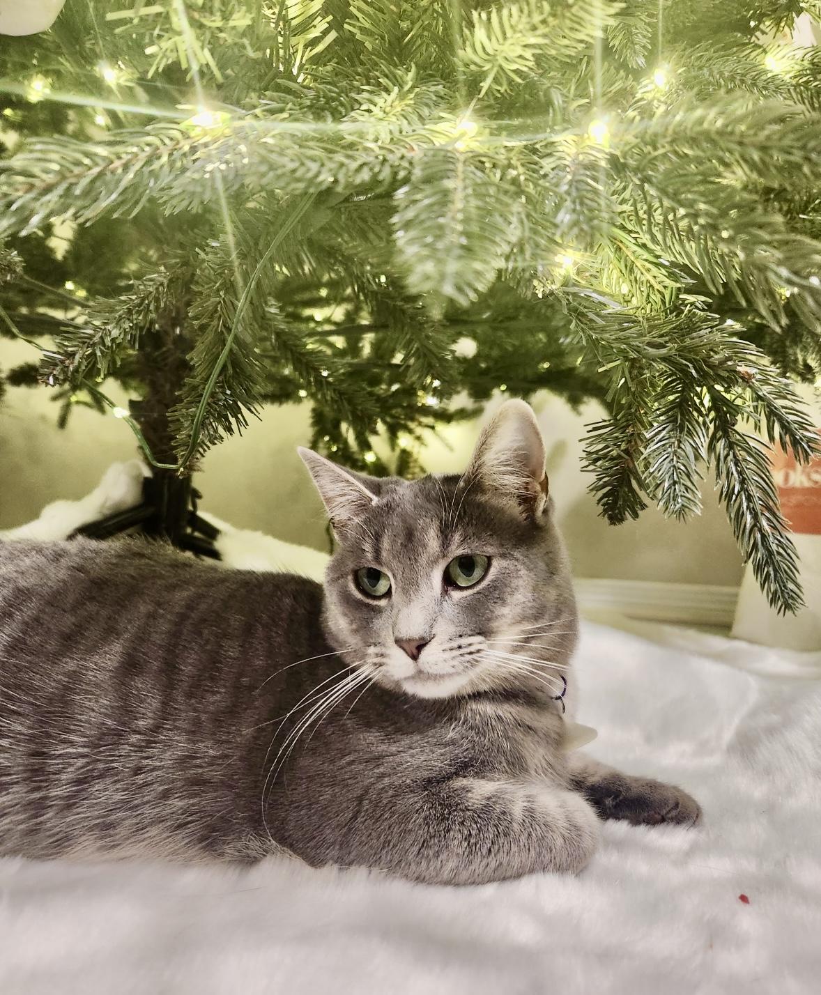 Enlarge Diamond-Pet Valu Mavis, an adopted Domestic Short Hair in Mississauga, ON image 1/6