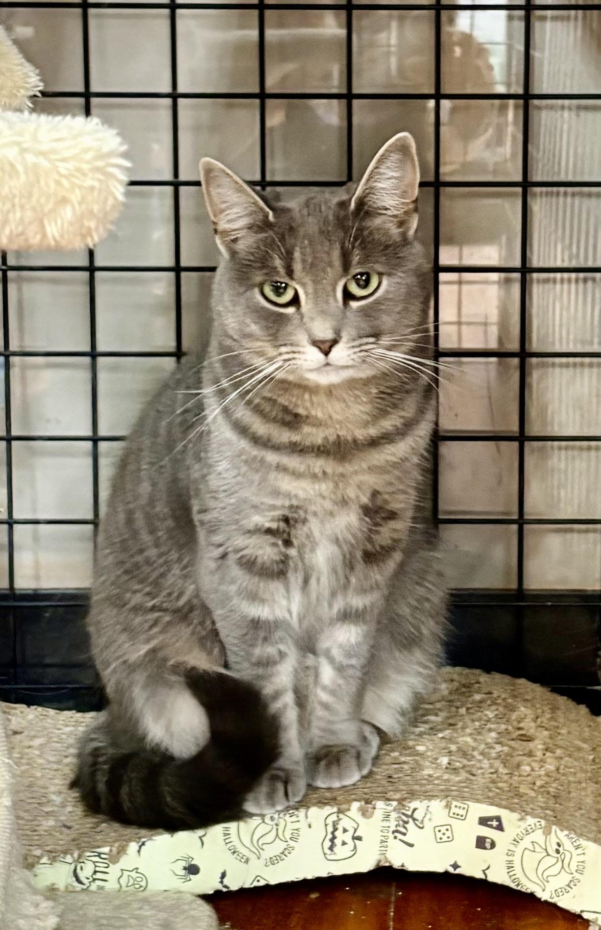 Enlarge Diamond-Pet Valu Mavis, an adopted Domestic Short Hair in Mississauga, ON image 6/6