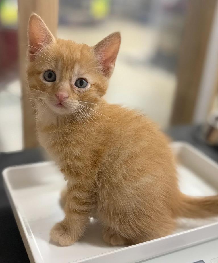 Enlarge Do-si-do, a Adopted mixed breed in Corpus Christi, TX image 1/1