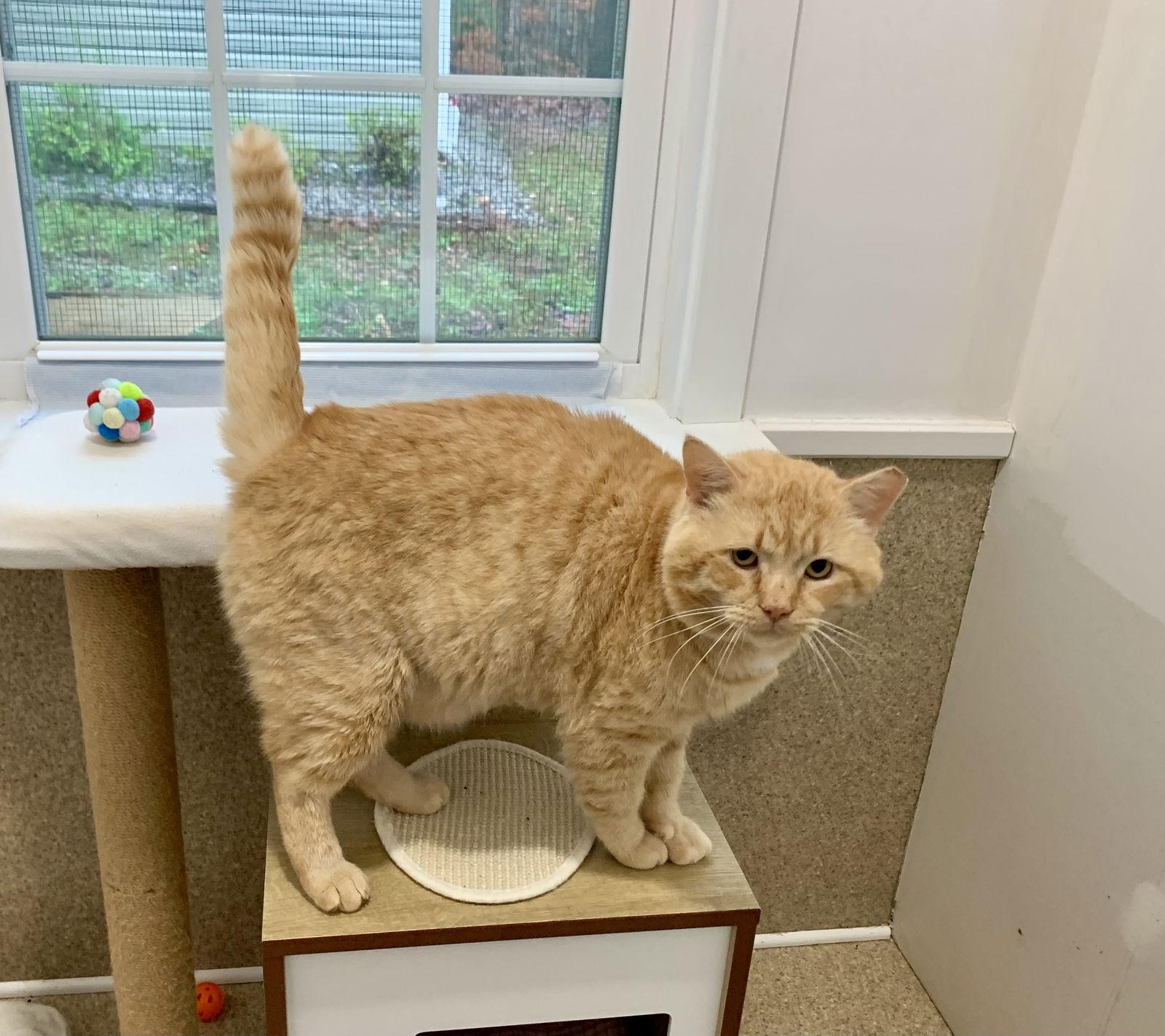 Bo, Adopted, Adult Male Domestic Short Hair & Tabby.