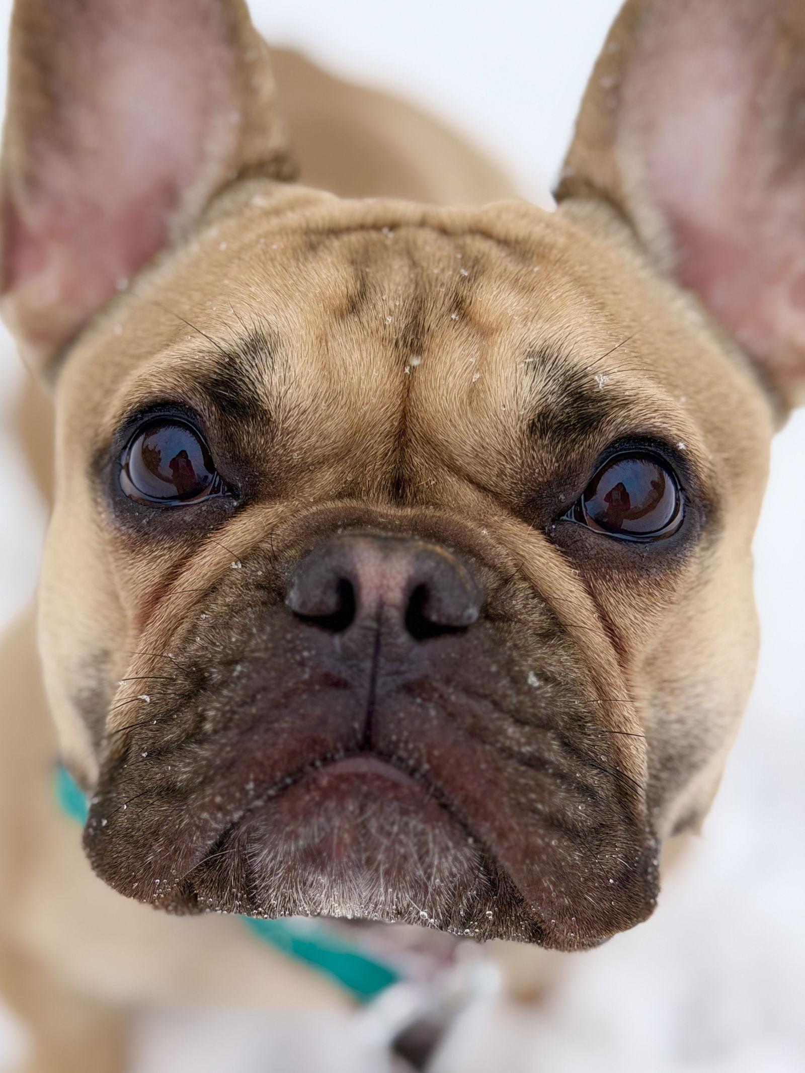 Cleo, a Adoptable French Bulldog in West Cornwall, CT image 2/3