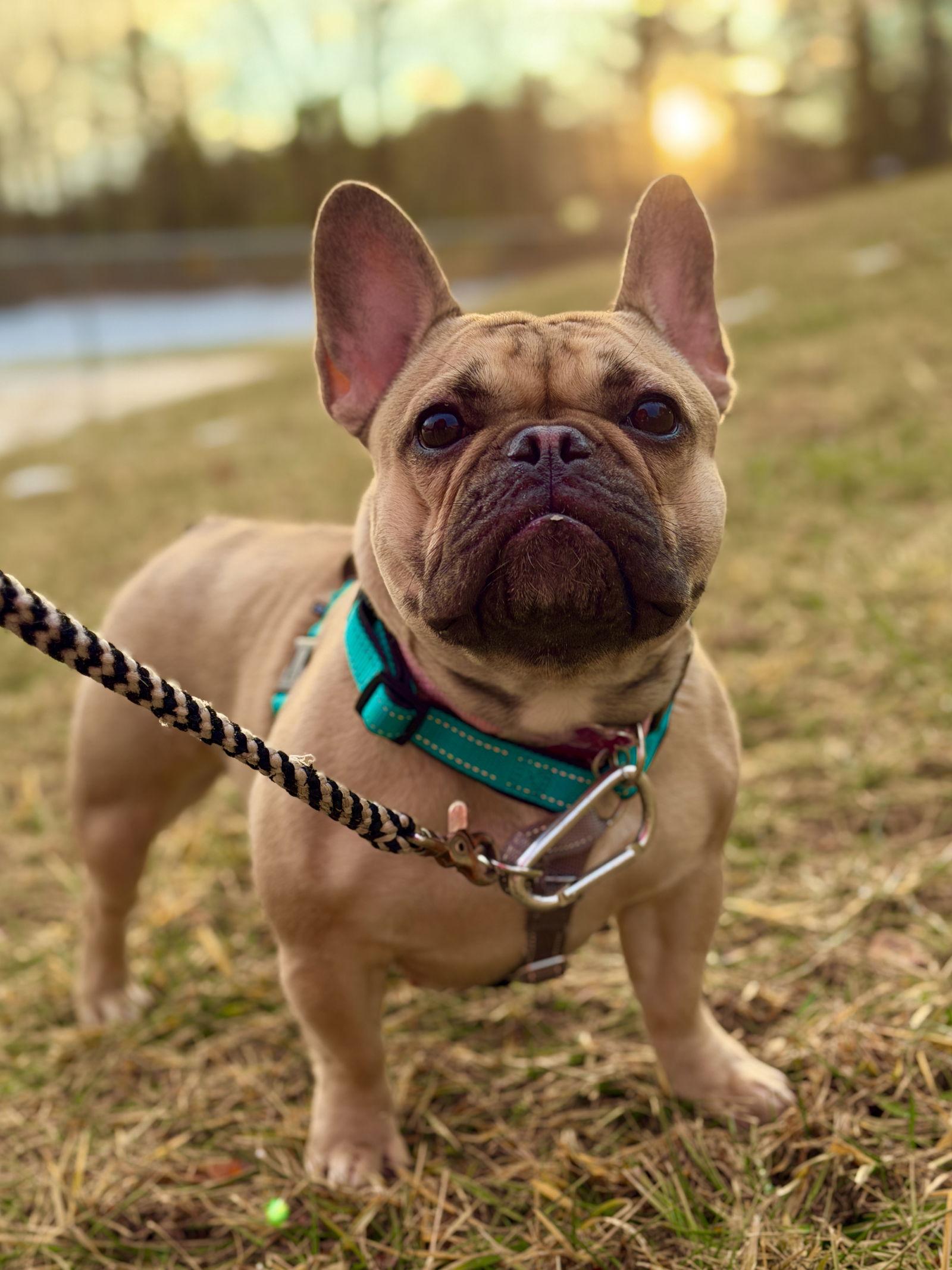 Cleo, a Adoptable French Bulldog in West Cornwall, CT image 3/3