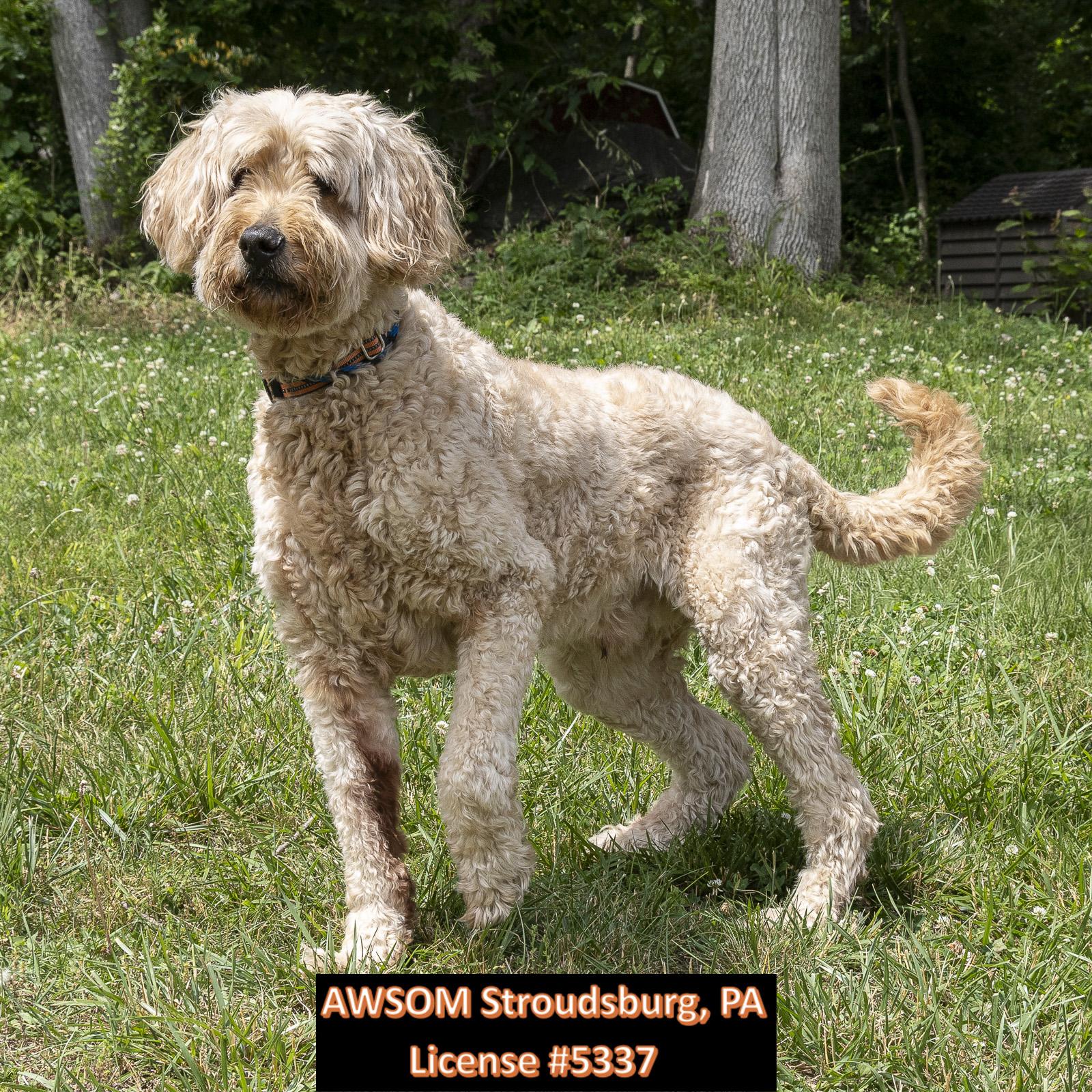 Copper, adopted, Senior Male Goldendoodle.