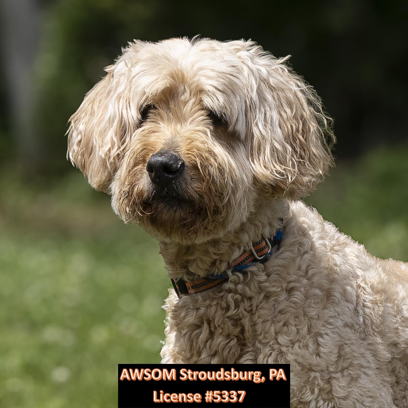 Enlarge Copper, an adopted mixed breed in Stroudsburg, PA image 2/2