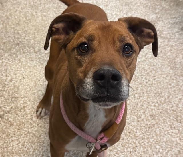 DUQUE, Adoptable, Adult Male Boxer & Mixed Breed.