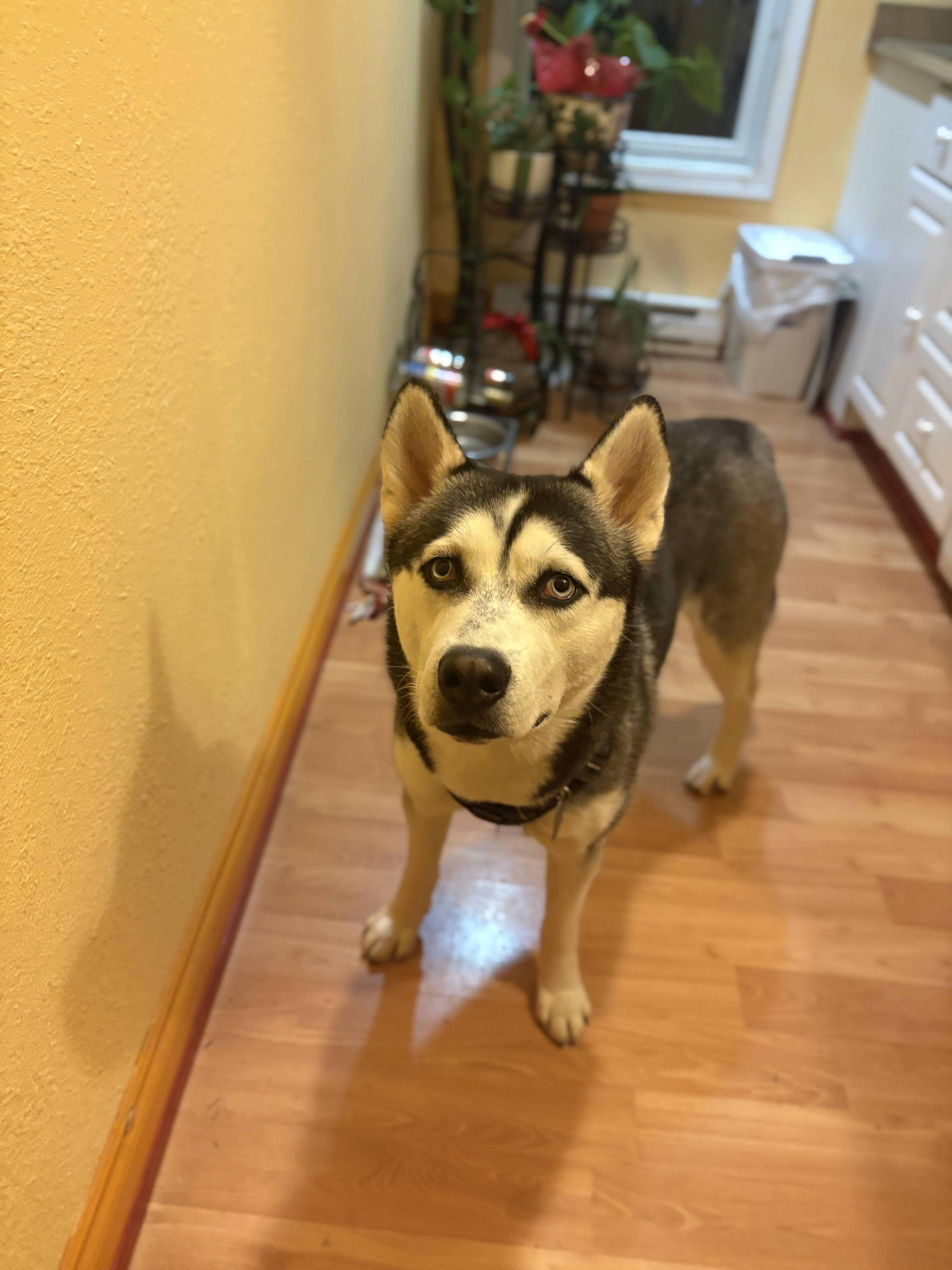 Enlarge **COURTESY LISTING** Denali, a ADOPTABLE Husky in Moscow, ID image 1/3