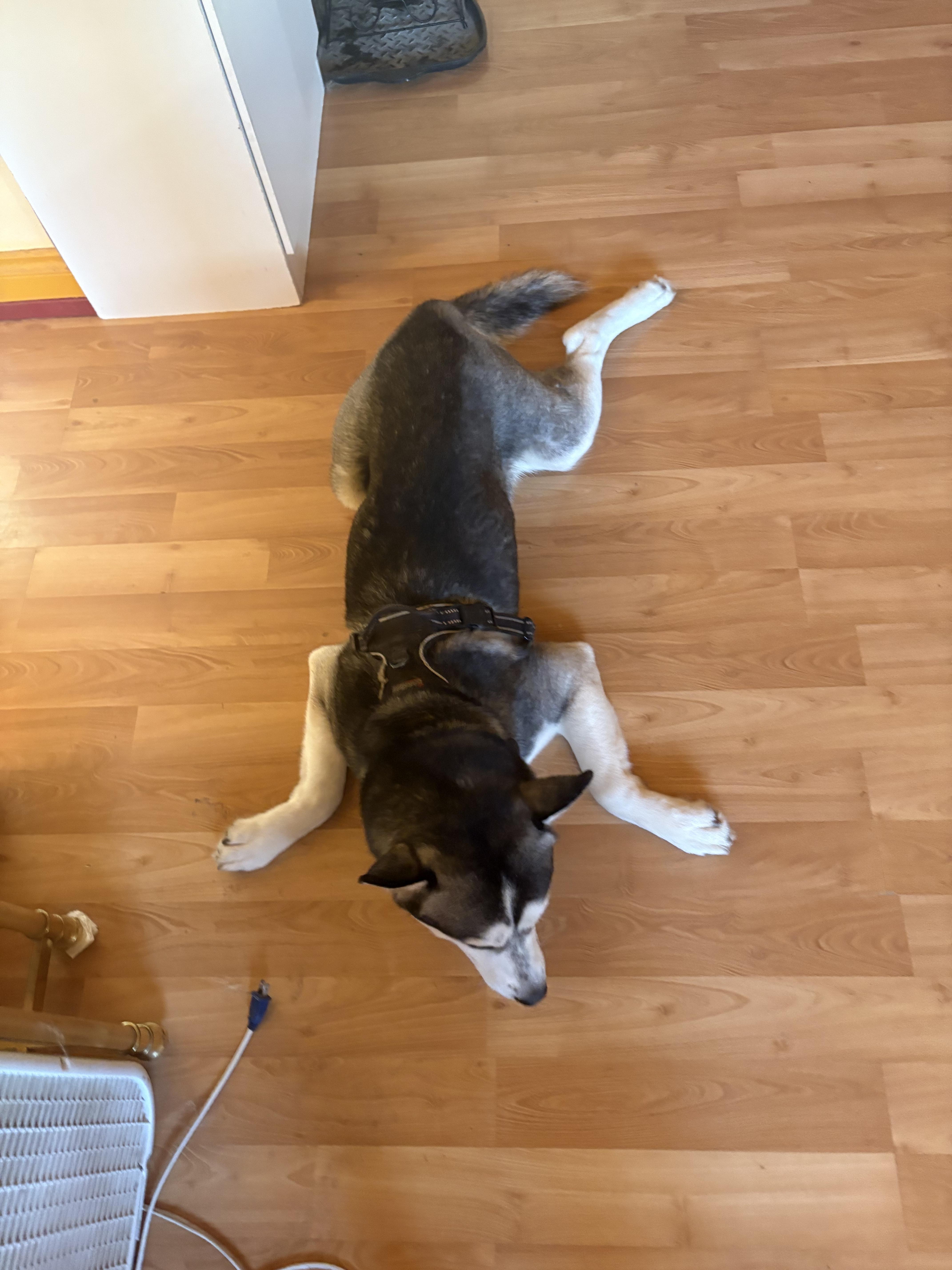 Enlarge **COURTESY LISTING** Denali, a ADOPTABLE Husky in Moscow, ID image 3/3