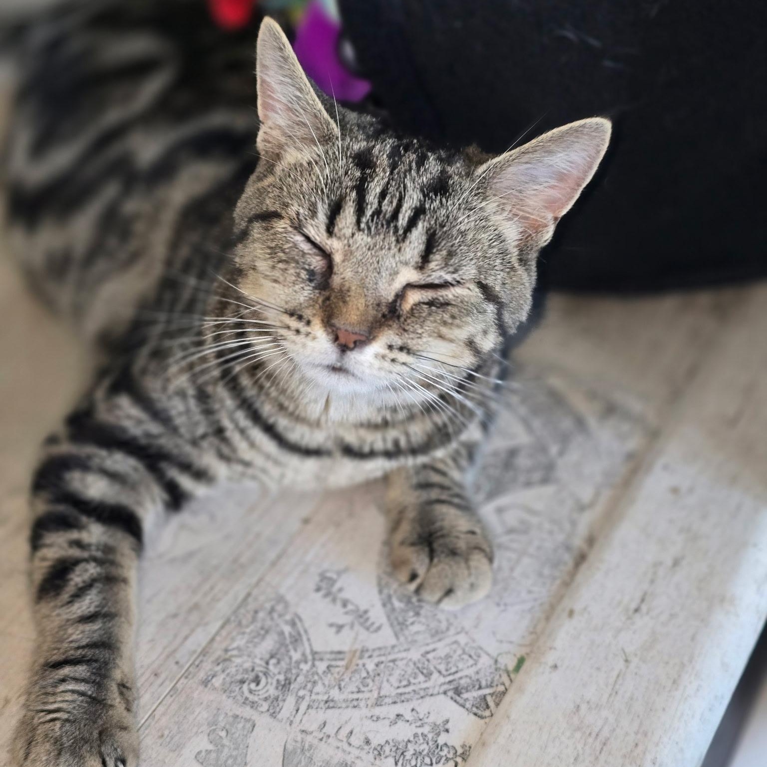 Sidney- Bonded with Cheech , adoptable, Young Female Domestic Short Hair.