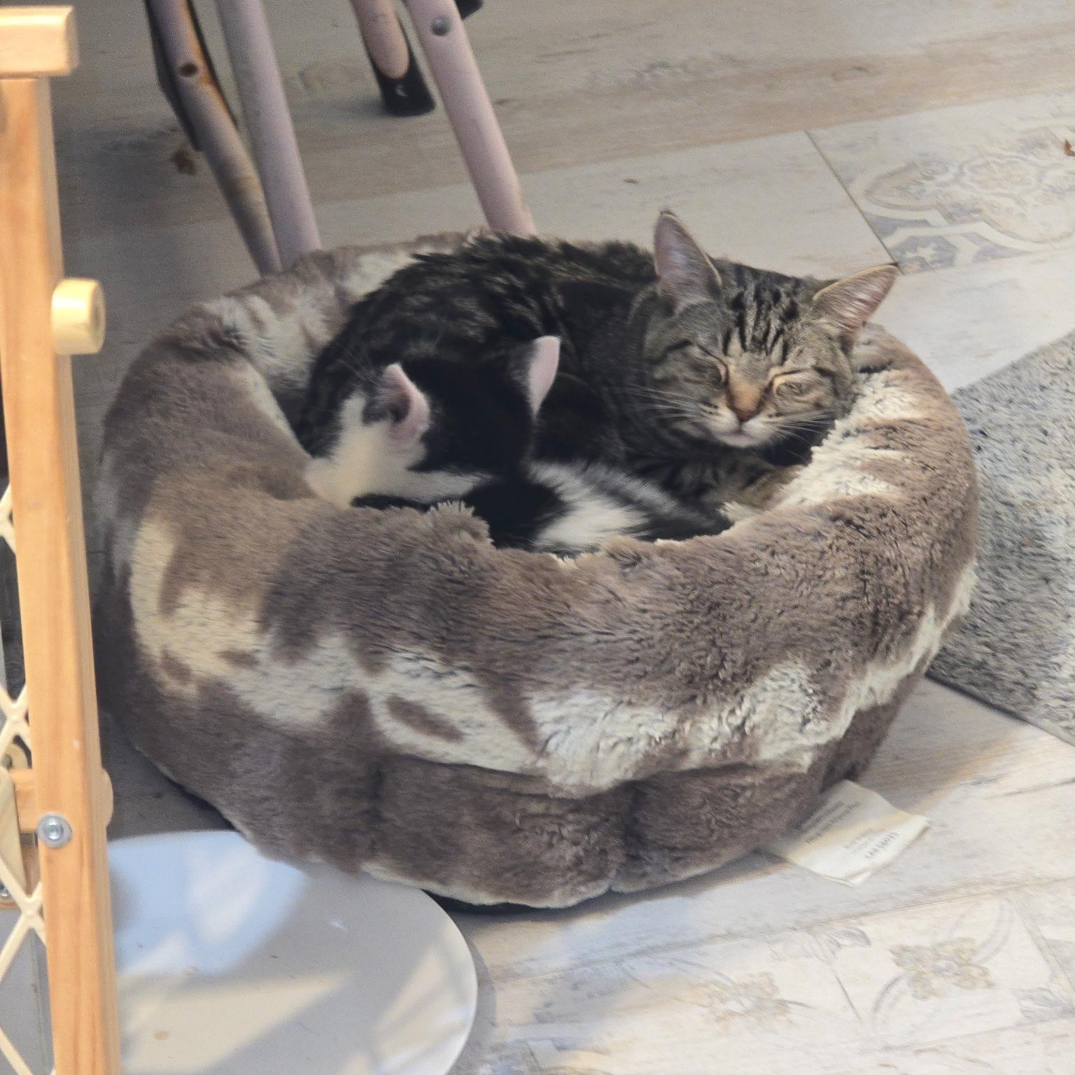 Sidney- Bonded with Cheech , an adoptable Domestic Short Hair in West Jefferson, OH image 2/5