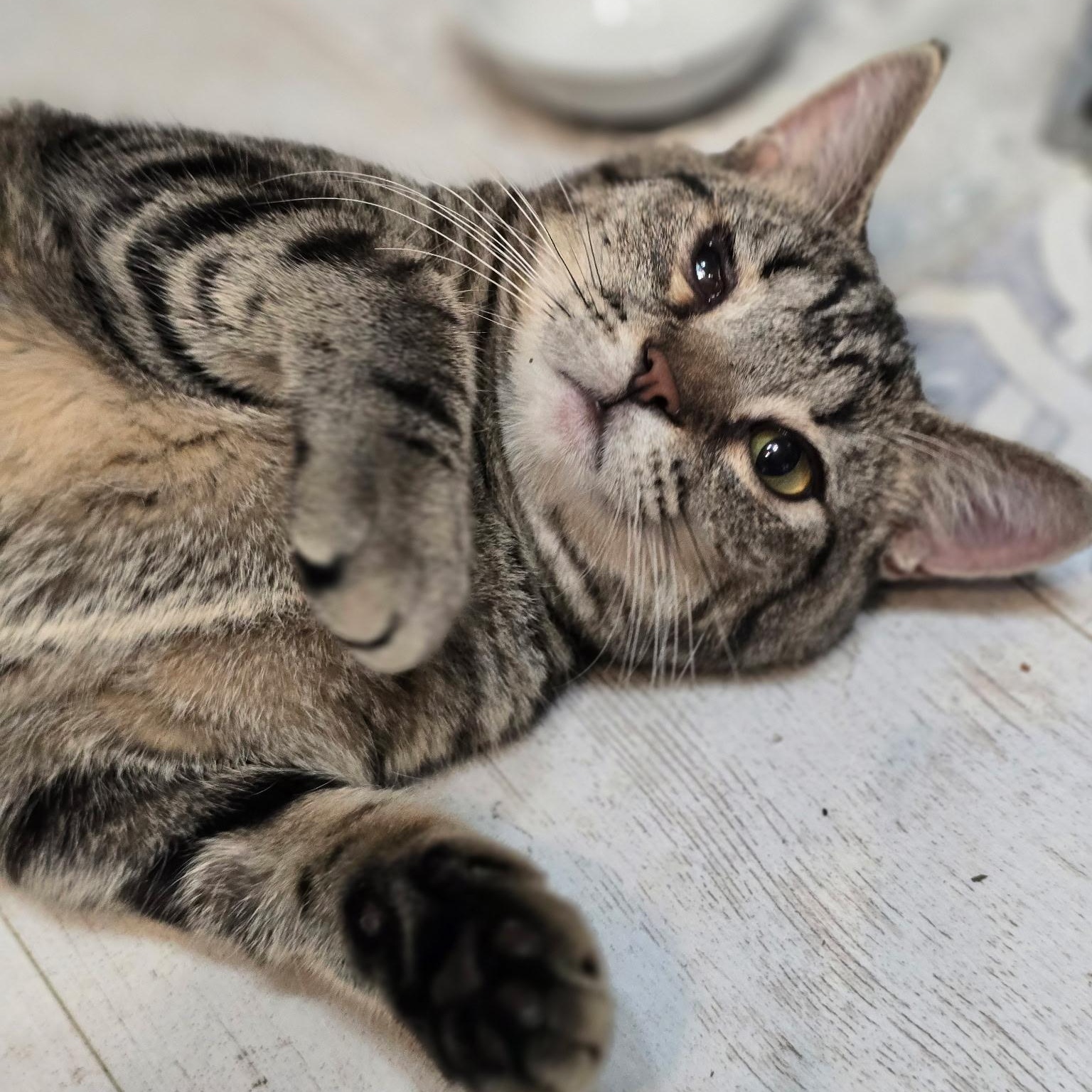 Sidney, an adoptable Domestic Short Hair in West Jefferson, OH image 6/6