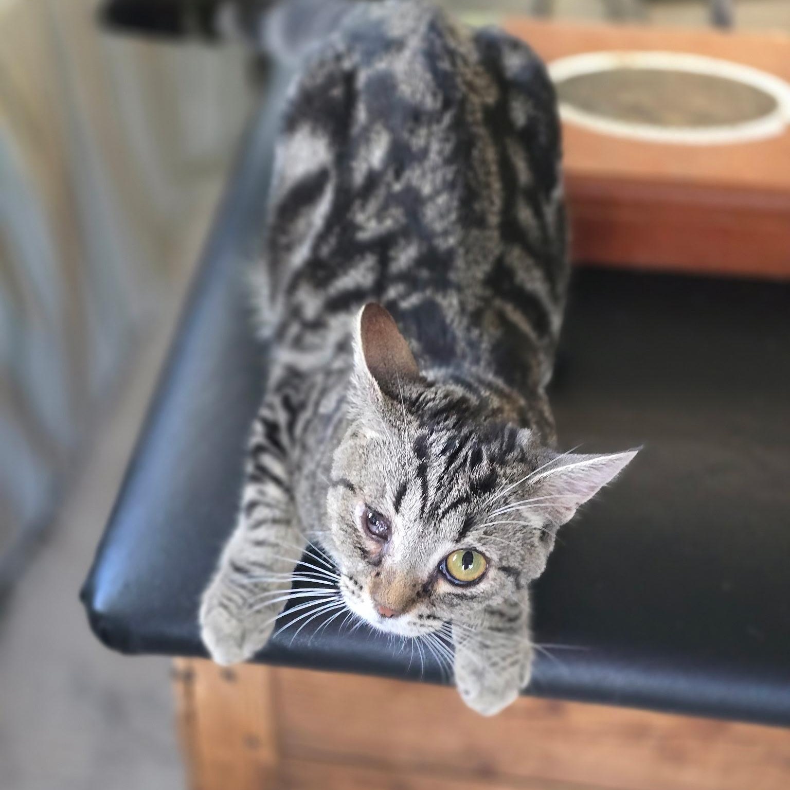 Sidney- Bonded with Cheech , an adoptable Domestic Short Hair in West Jefferson, OH image 3/5