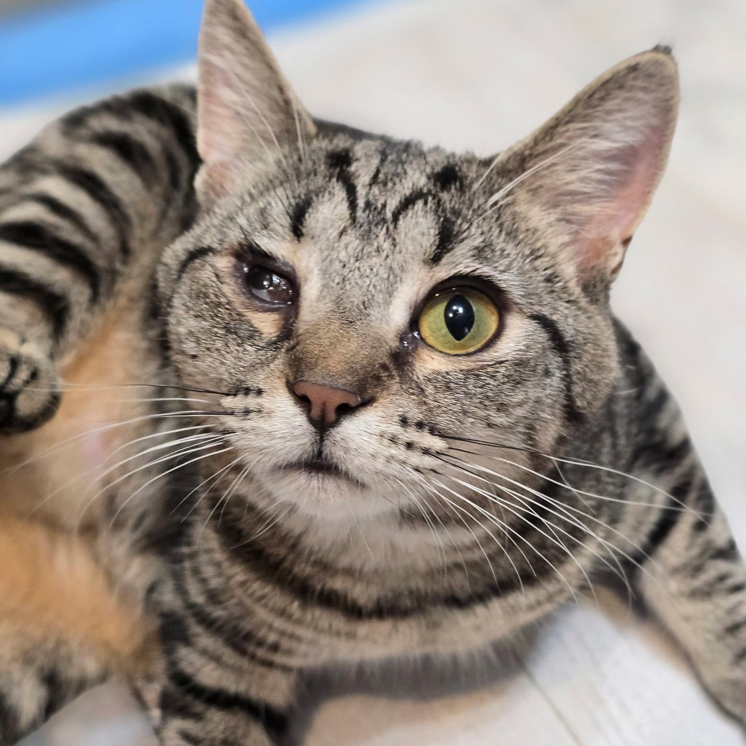 Sidney, an adoptable Domestic Short Hair in West Jefferson, OH image 1/6