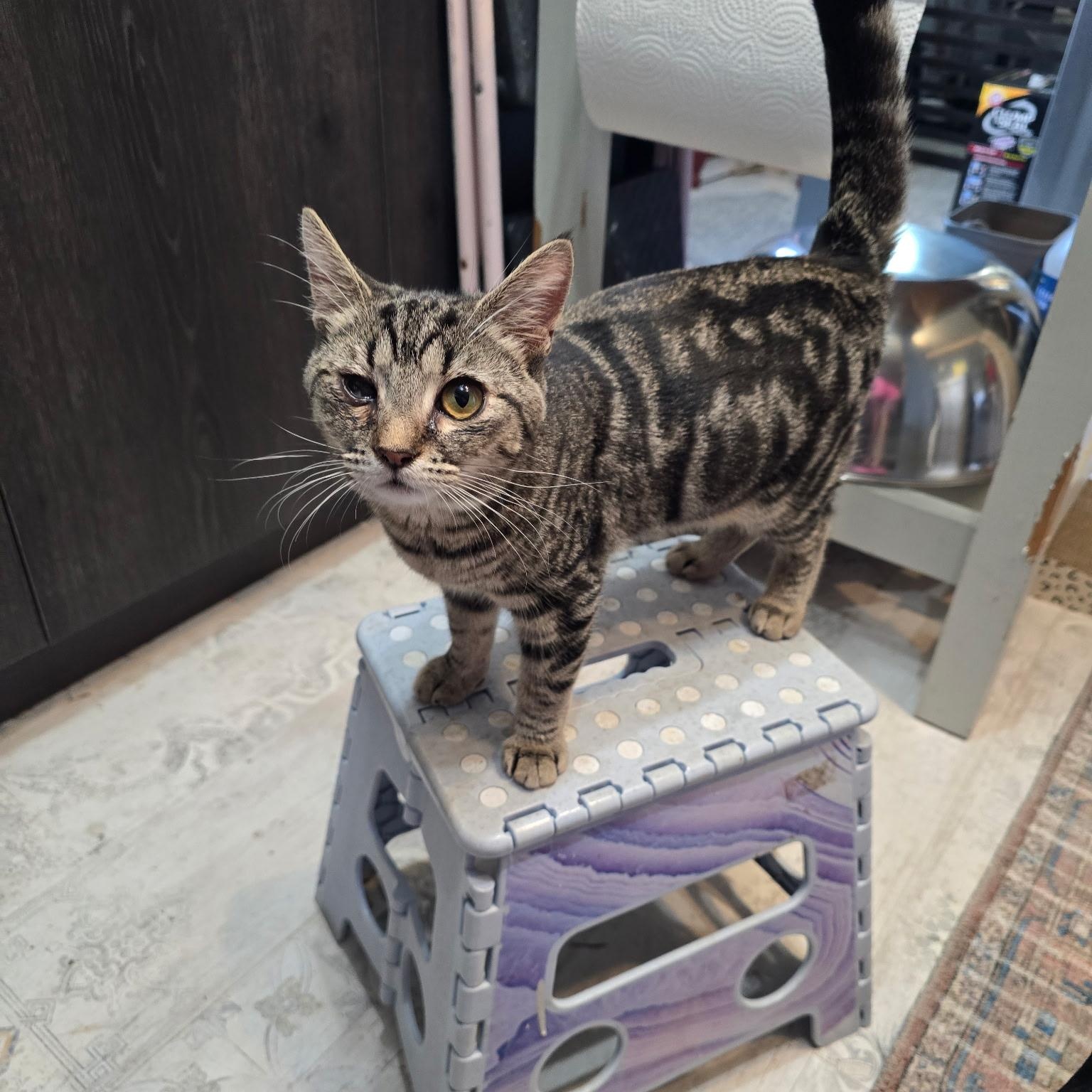 Sidney- Bonded with Cheech , an adoptable Domestic Short Hair in West Jefferson, OH image 4/5