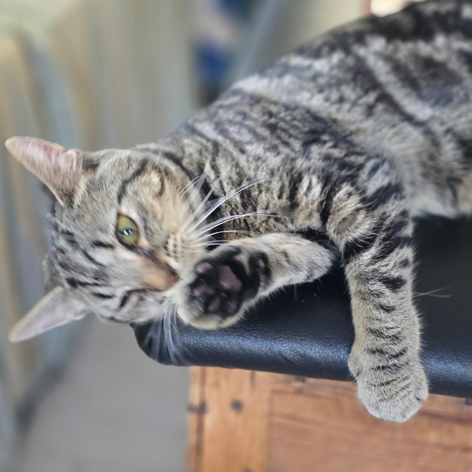 Sidney- Bonded with Cheech , an adoptable Domestic Short Hair in West Jefferson, OH image 5/5