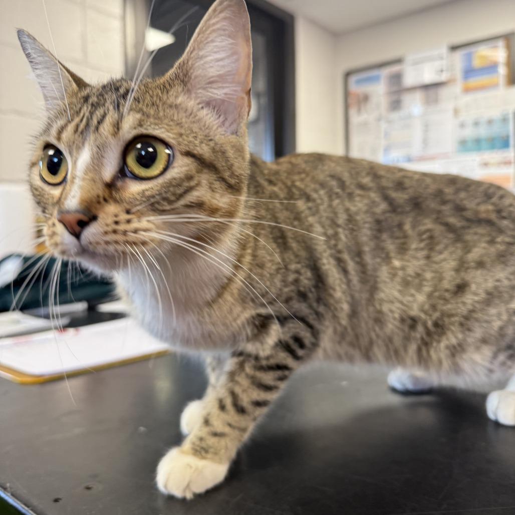 Pancake, Adoptable, Young Female American Shorthair.