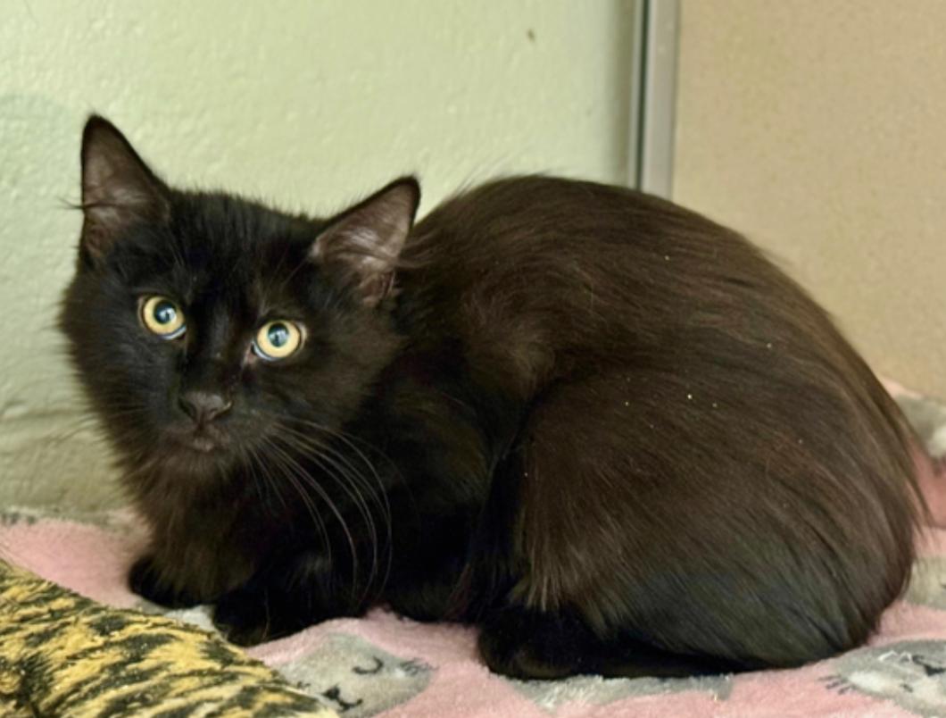 Skittles, ADOPTABLE, Young Male Domestic Long Hair.