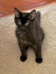 Willa, an adoptable Domestic Medium Hair in Pasco, WA, 99301 | Photo Image 4