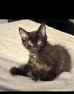 Willa, an adoptable Domestic Medium Hair in Pasco, WA, 99301 | Photo Image 5