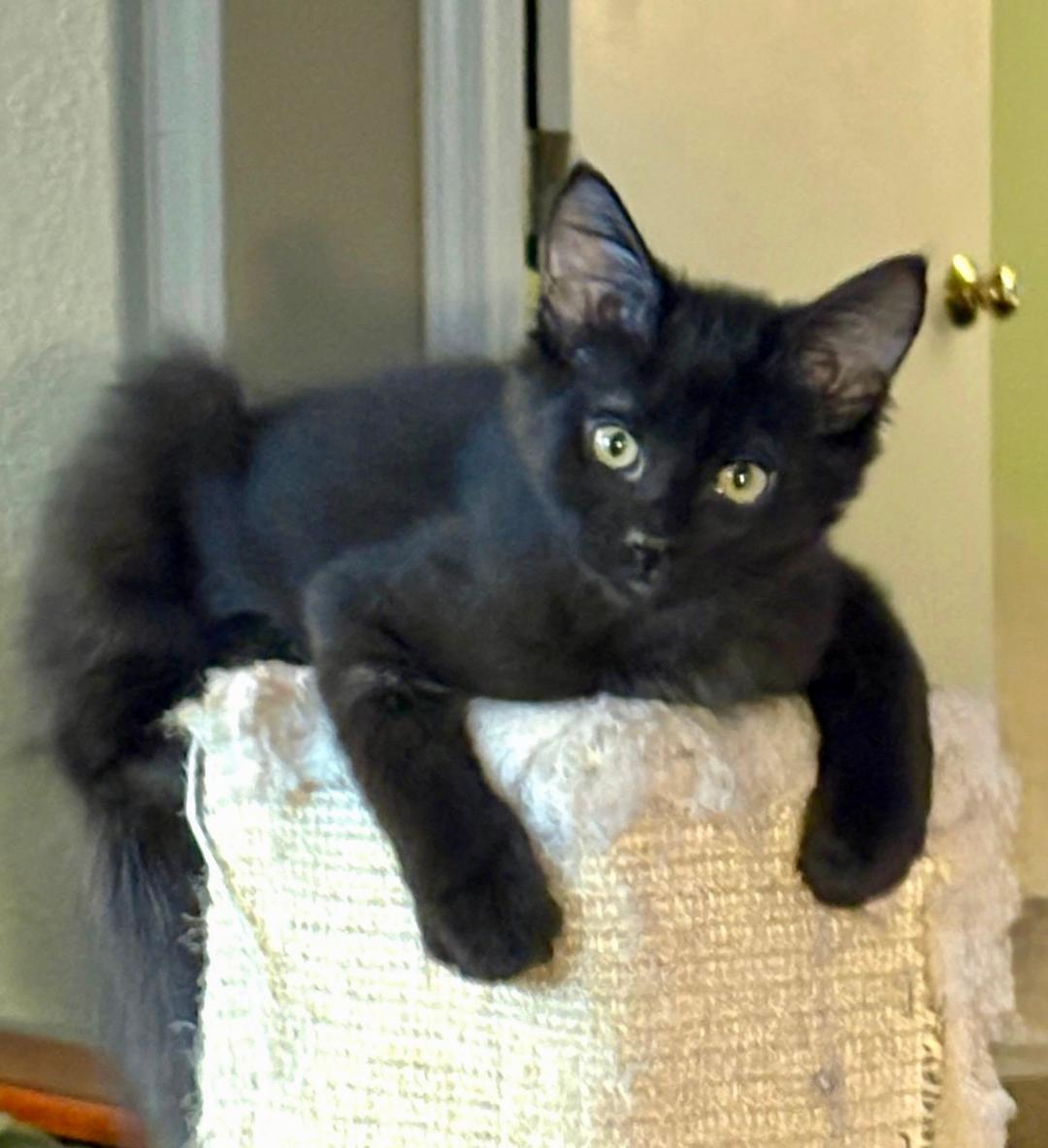 Willa, an adoptable Domestic Medium Hair in Pasco, WA, 99301 | Photo Image 1