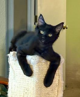 Willa, an adoptable Domestic Medium Hair in Pasco, WA, 99301 | Photo Image 3
