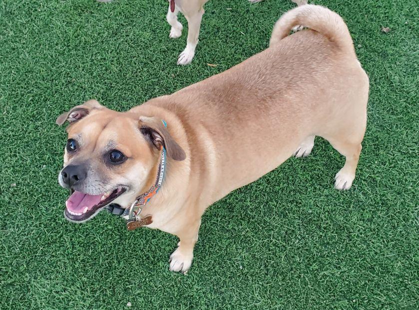 Luigi, a Adoptable mixed breed in Phoenix, AZ image 2/2