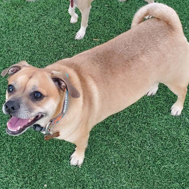 Enlarge Luigi, a Adoptable mixed breed in Phoenix, AZ image 2/2