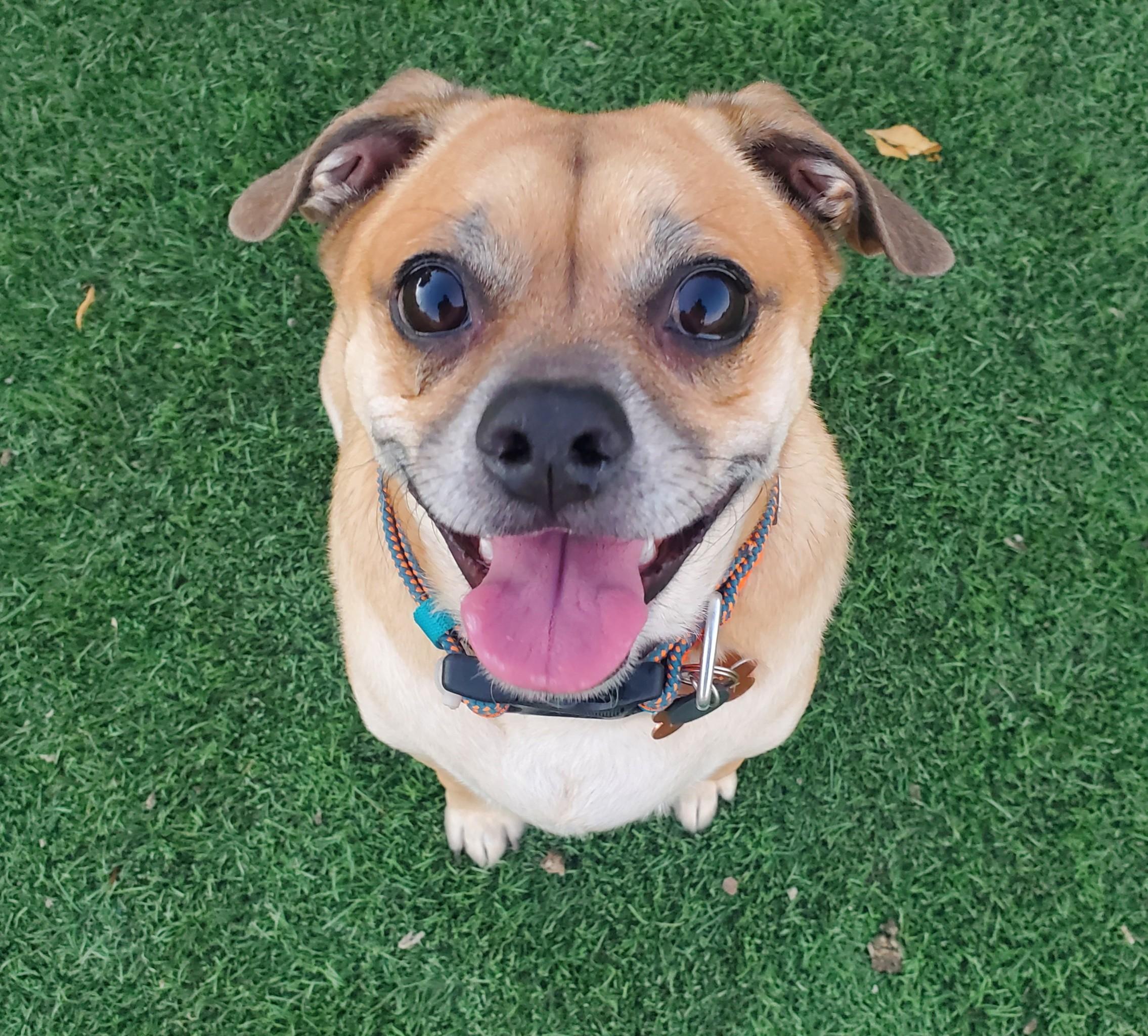 Luigi, a Adoptable mixed breed in Phoenix, AZ image 1/2
