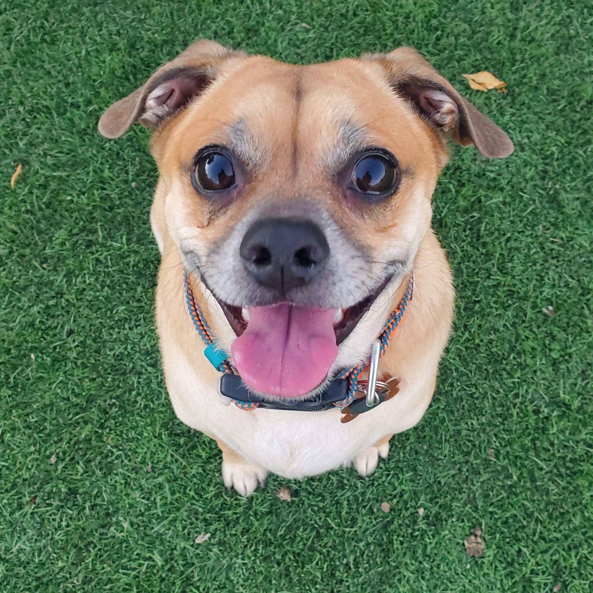 Enlarge Luigi, a Adoptable mixed breed in Phoenix, AZ image 1/2