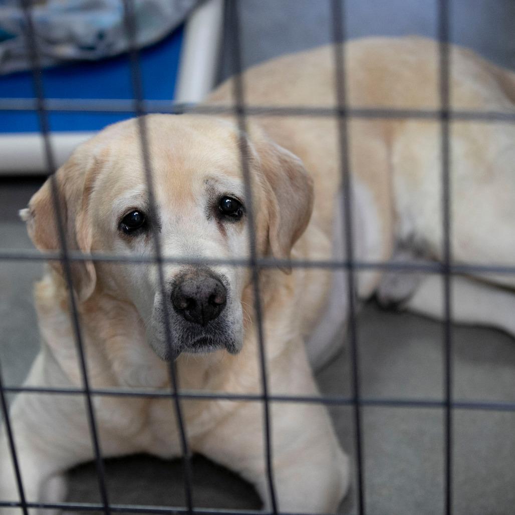 Rush (D25-114), Adoptable, Senior Male Yellow Labrador Retriever.