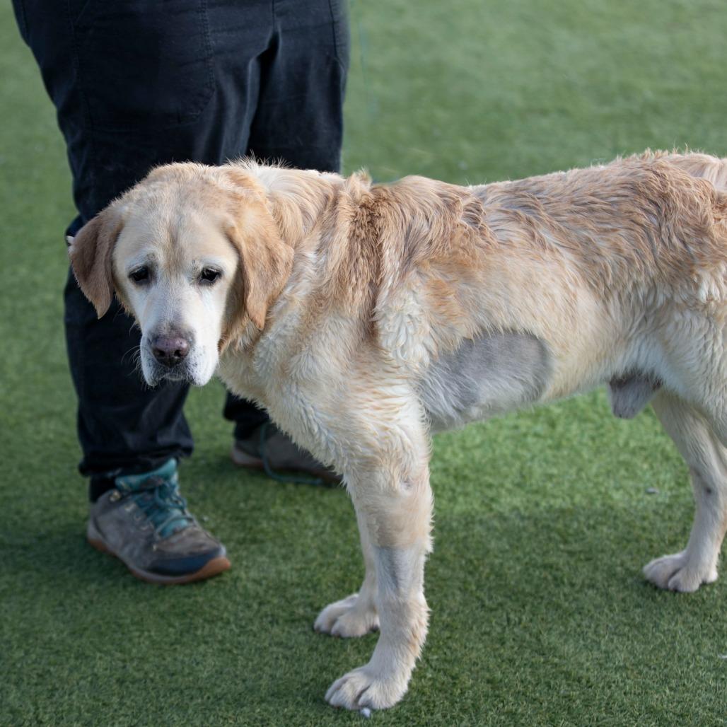 Rush (D25-114), a Adoptable Yellow Labrador Retriever in Peyton, CO image 3/6