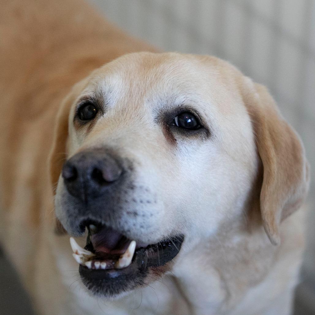 Enlarge Rush (D25-114), a Adoptable Yellow Labrador Retriever in Peyton, CO image 2/3