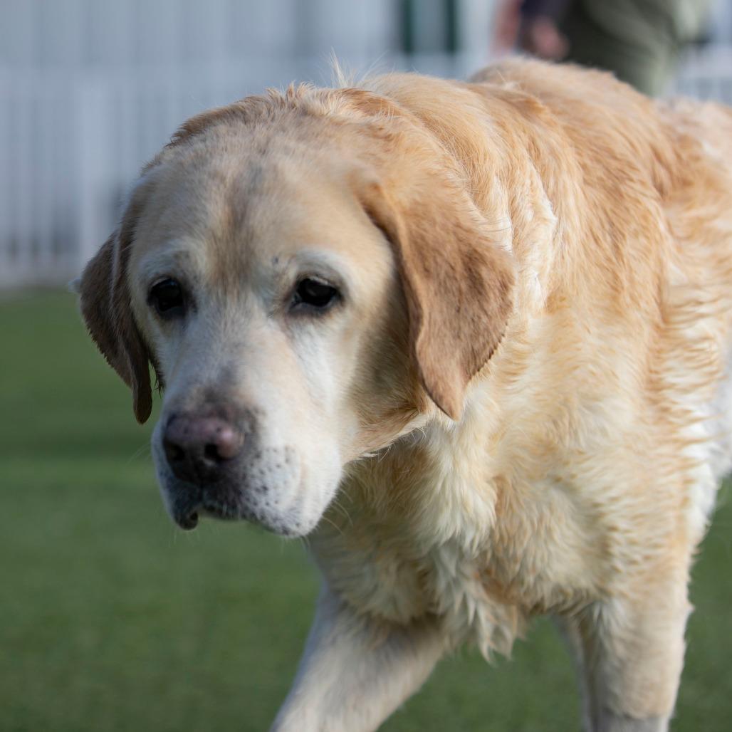 Rush (D25-114), a Adoptable Yellow Labrador Retriever in Peyton, CO image 5/6