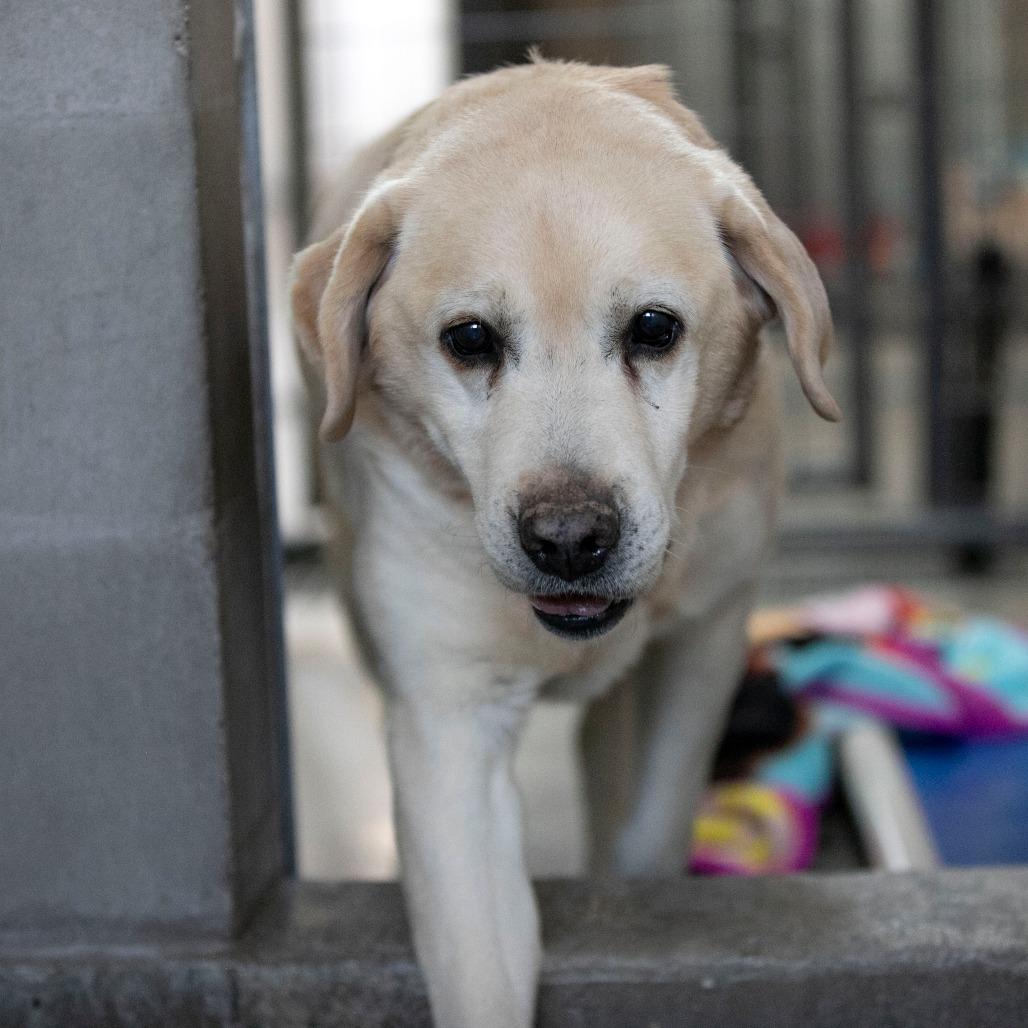 Enlarge Rush (D25-114), a Adoptable Yellow Labrador Retriever in Peyton, CO image 3/3