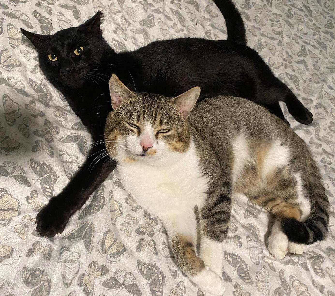 Tomm & Jax #bonded-brothers 4