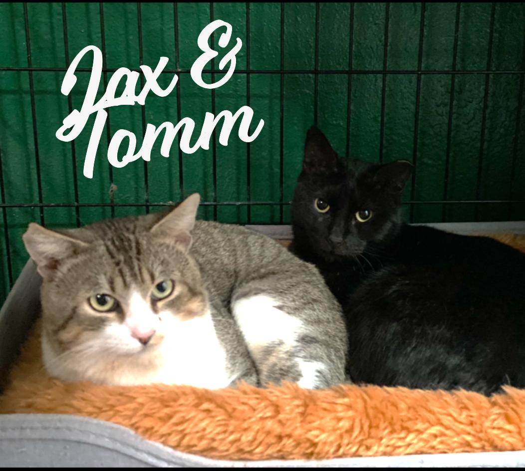 Enlarge Tomm & Jax #bonded-brothers, a Adoptable mixed breed in Sugar Land, TX image 1/3