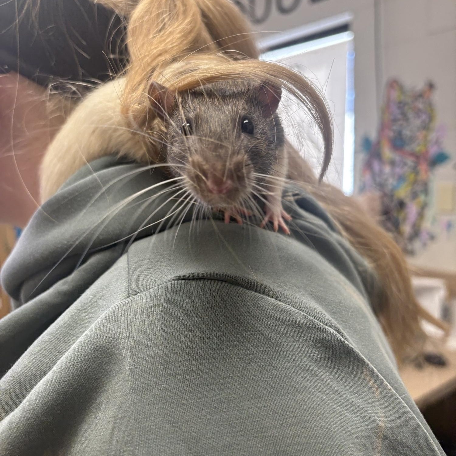 Stewie, adopted, Young Male Rat.