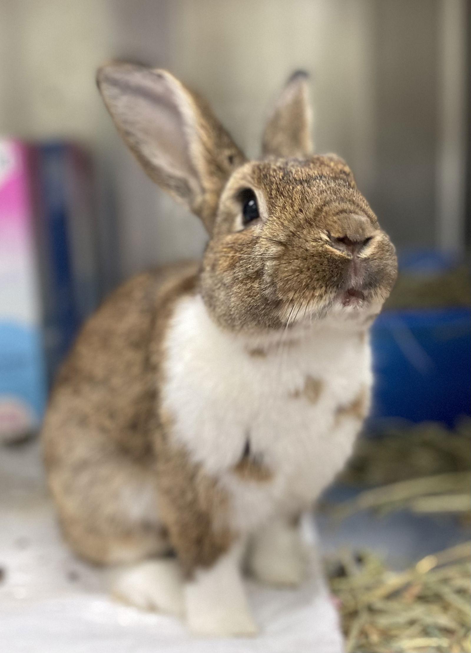 Toad, Adoptable, Young Male American.