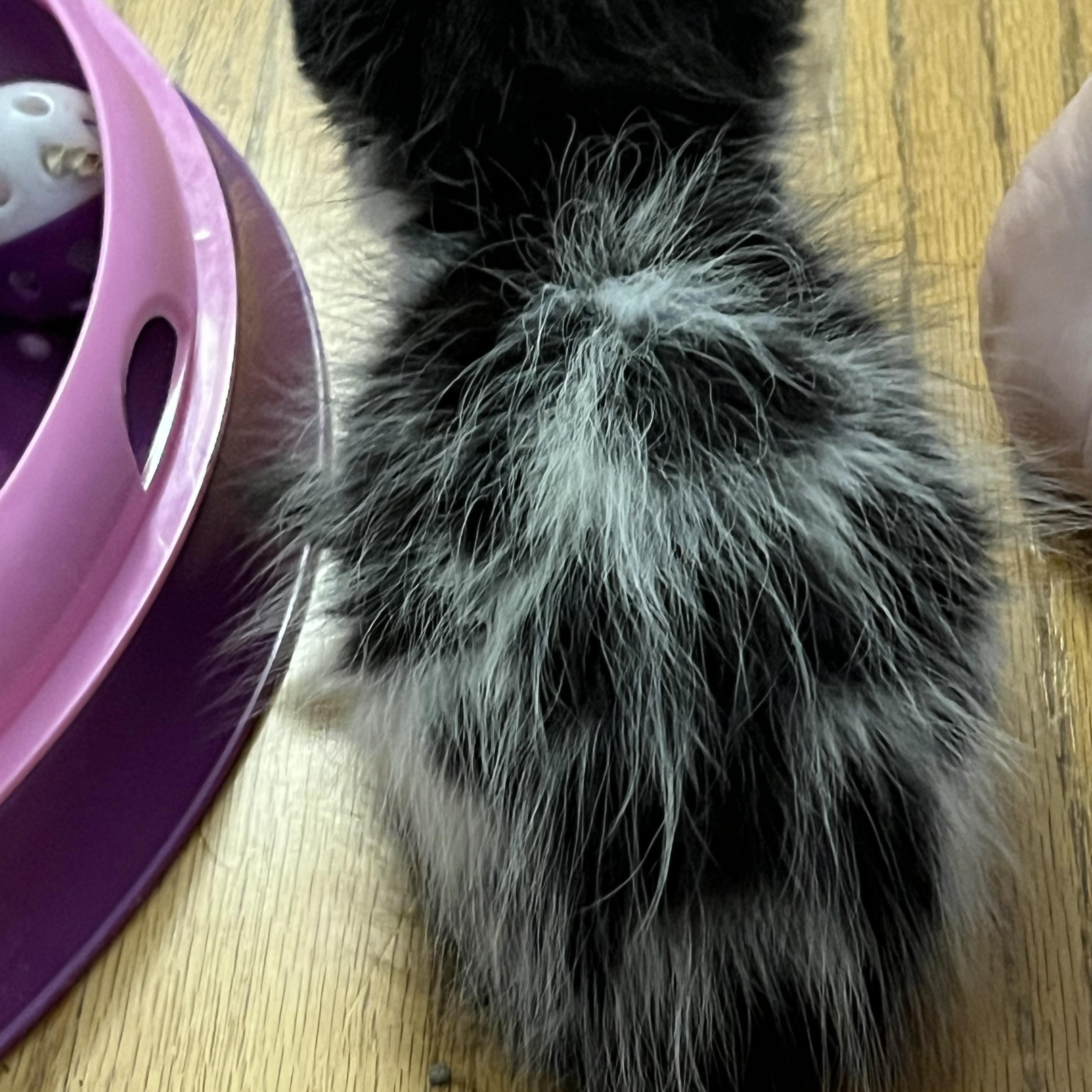 Enlarge Ritchie -Tate and Bunnys Brother, a Adoptable Domestic Medium Hair in Moline, IL image 2/6